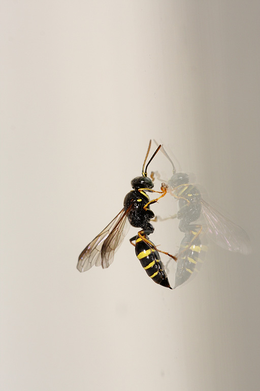 ���� ������