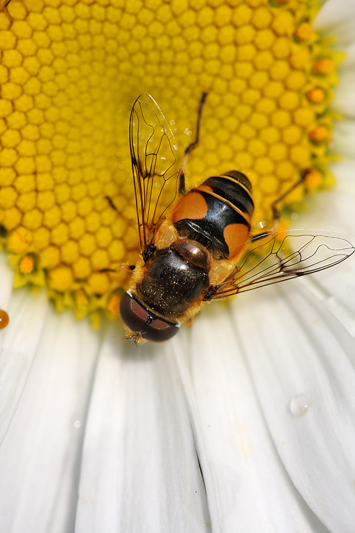 ������ ���������