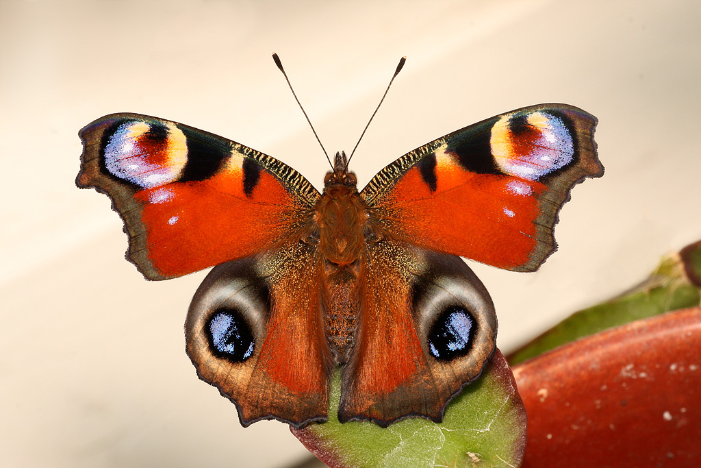 �������� ����