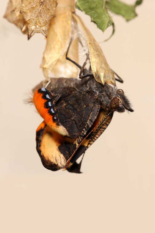 ���������� �����������