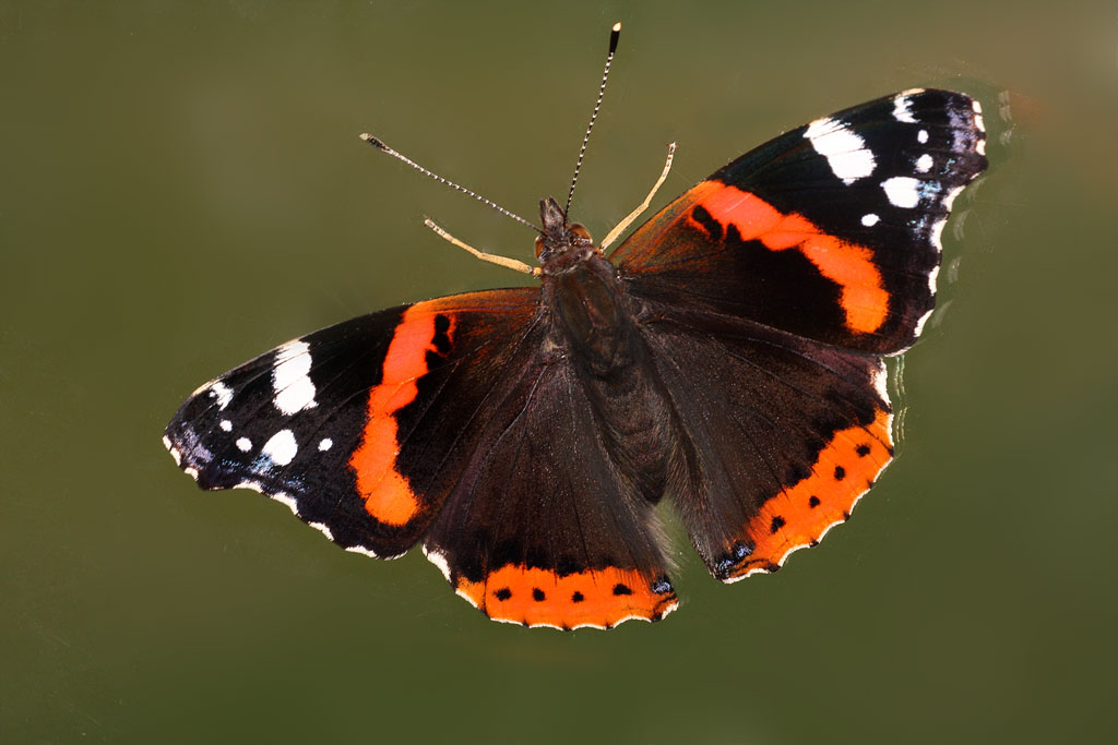 ������� (Vanessa atalanta)