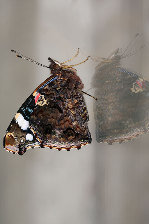 ������� (Vanessa atalanta)
