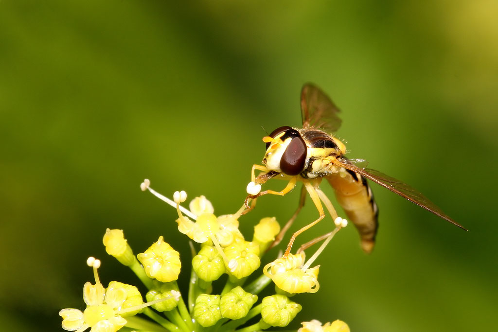 �������� ���������