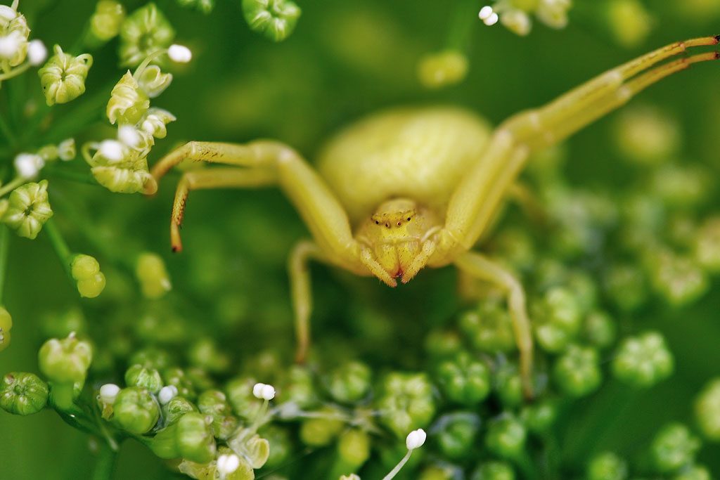 �������� ����� �������.