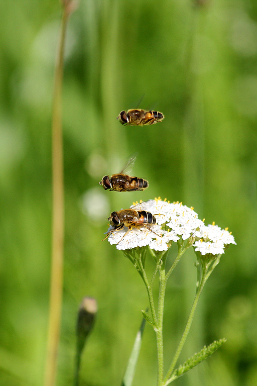 �������� �������