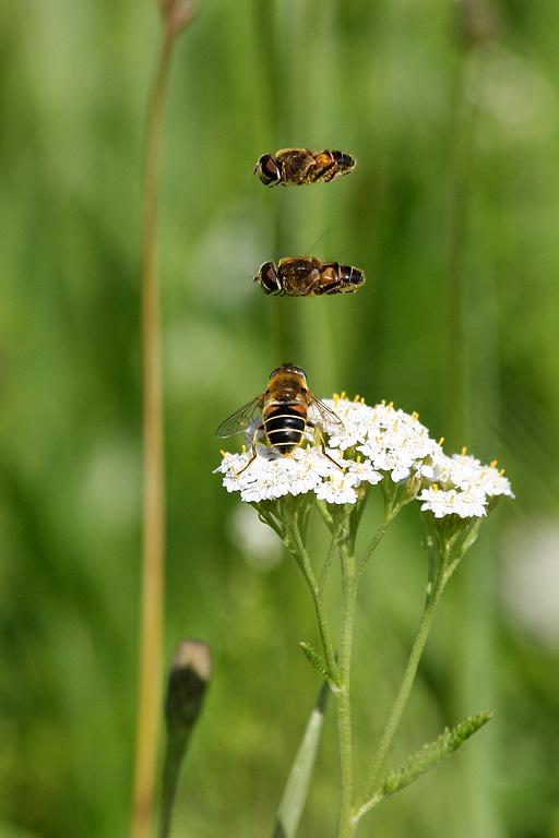 ����������, ������!