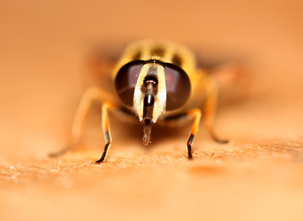 ��� ����� ��������