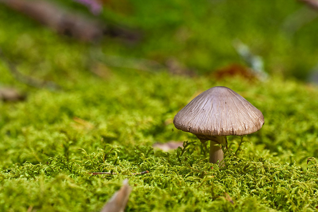 ���� �� ���