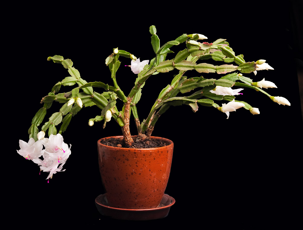 ����� ������