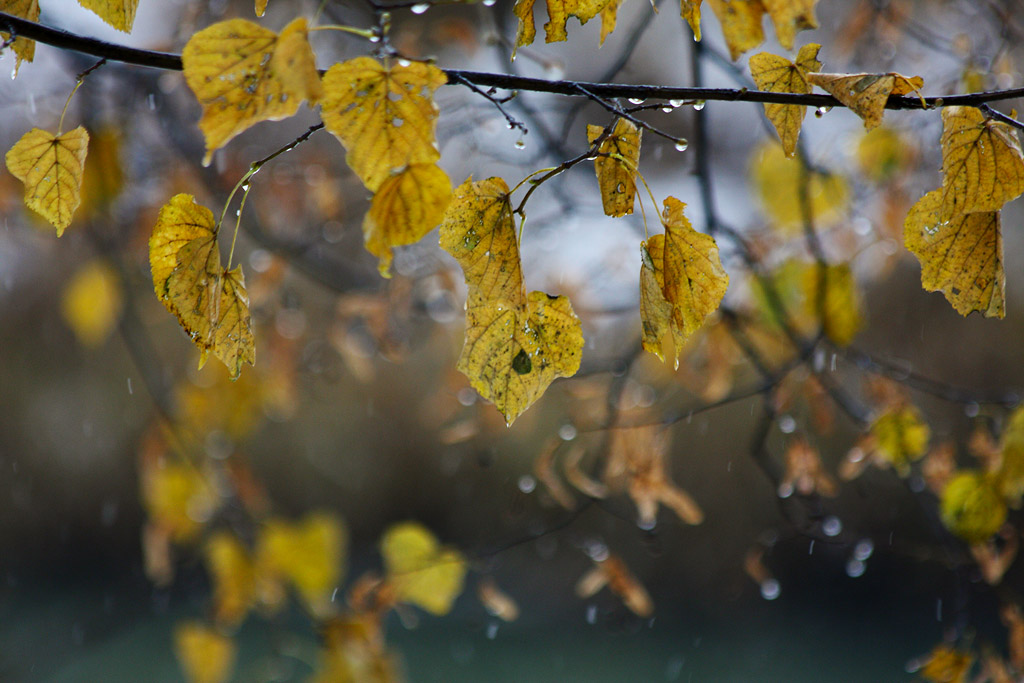 ��������� ������ �����