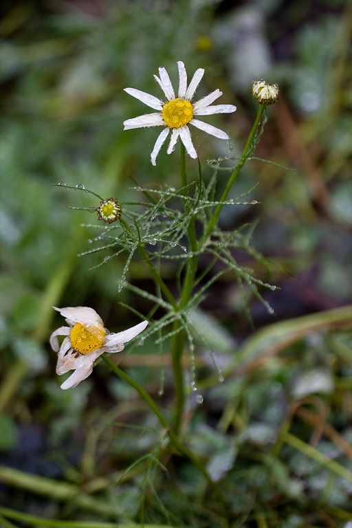 ��������� �������