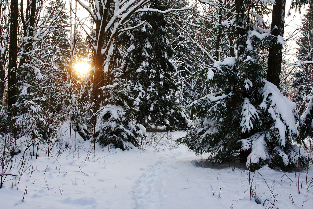 ������ ���