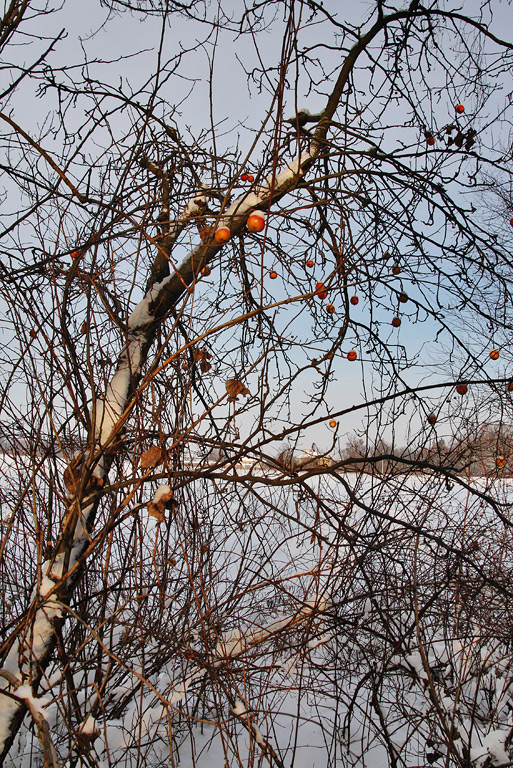 ������ ������