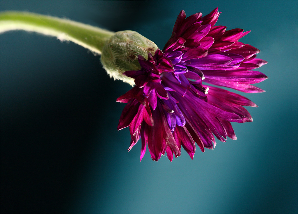 ������� �������