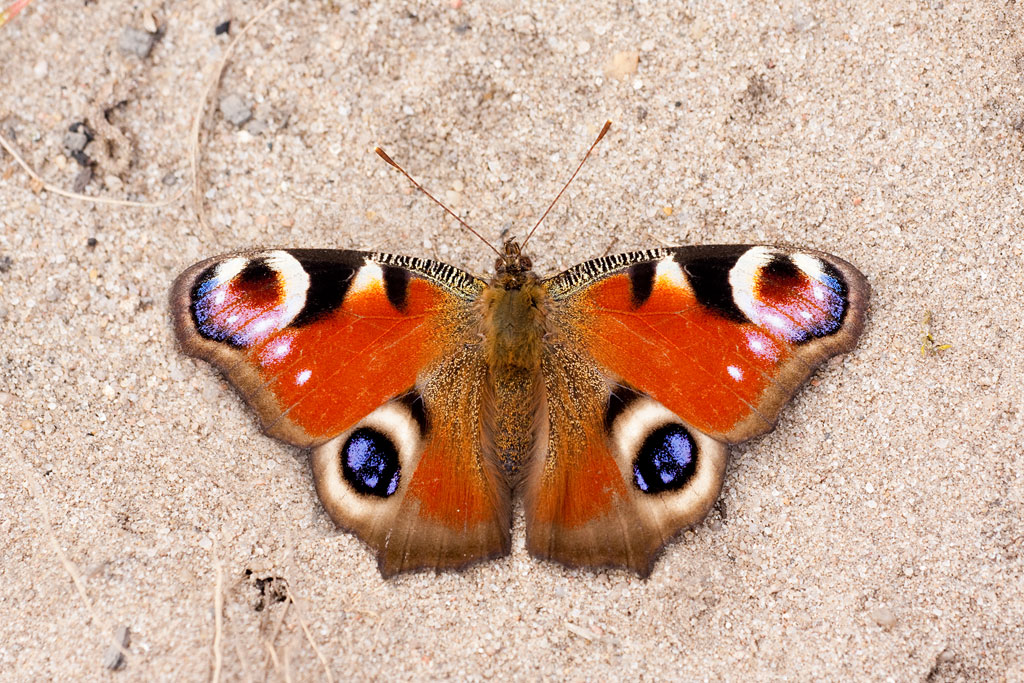 �������� ���� (Inachis io)