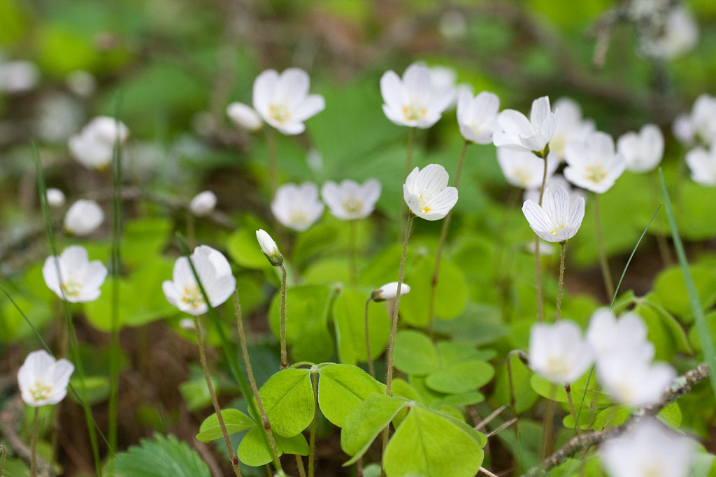 ������� ������� ������� ( ������� ������������ (Oxalis acetosella) )