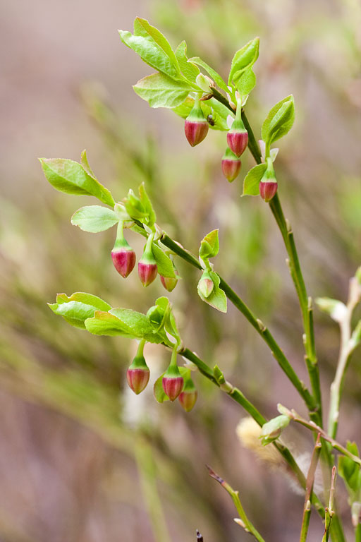 �������� ����������