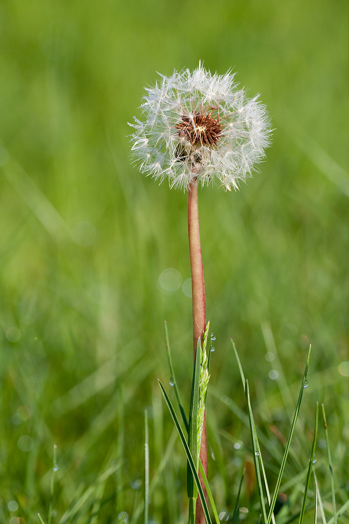 �������� ��������