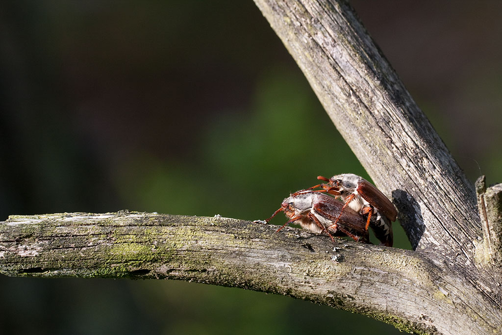 �� �����