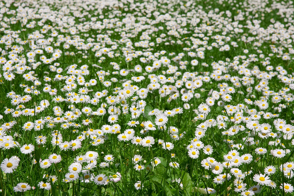 ����� ����