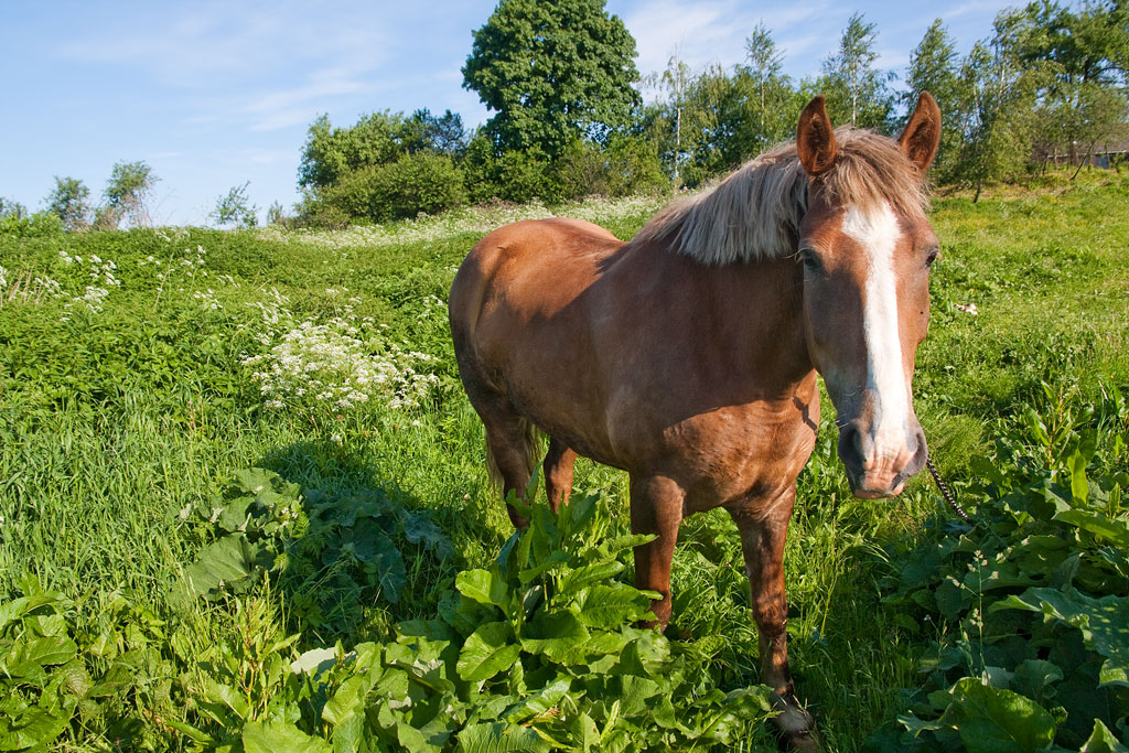 �� ������