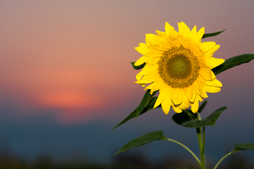 �������� ��������