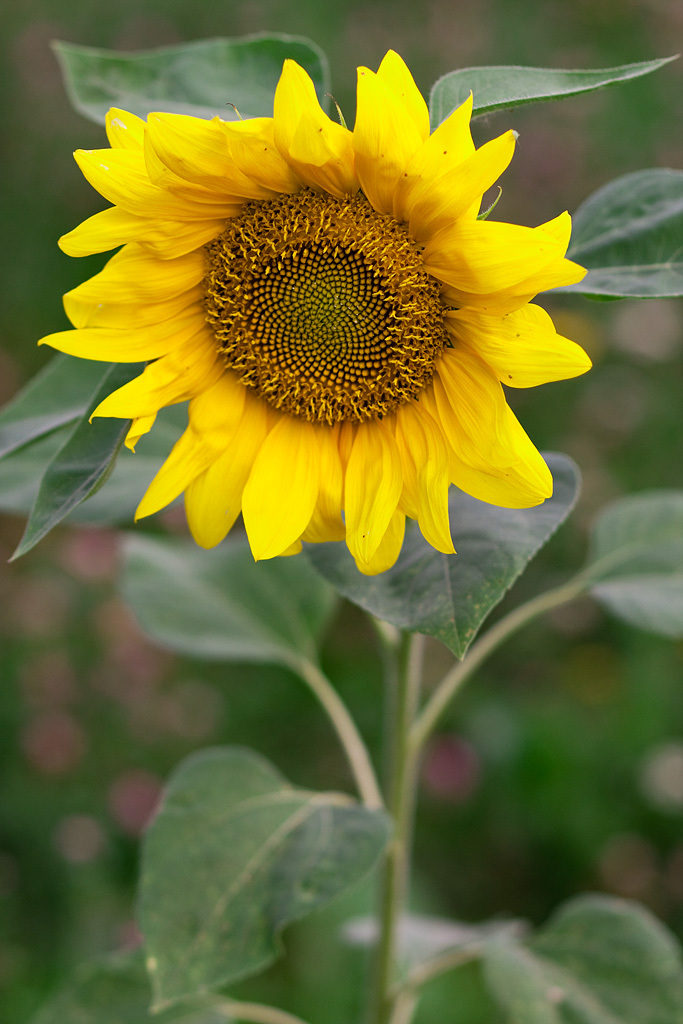 ����� � �������� ��������