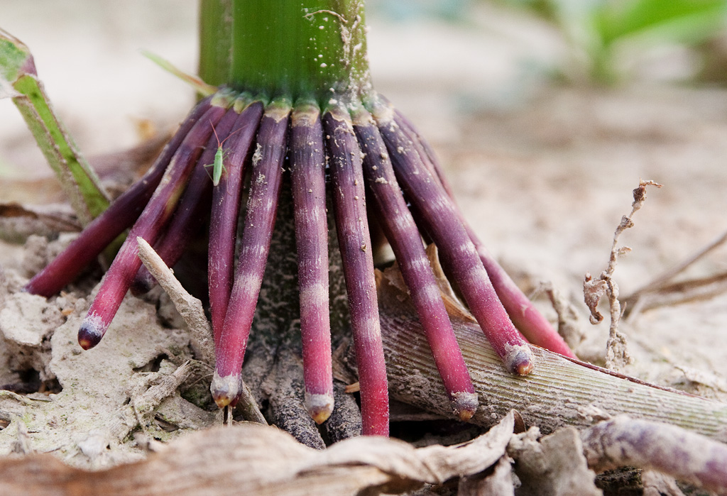 ��������� �������