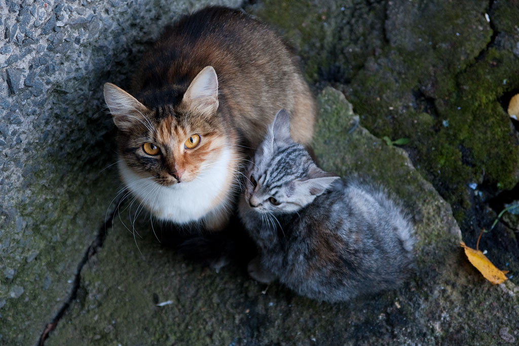 ������� ������