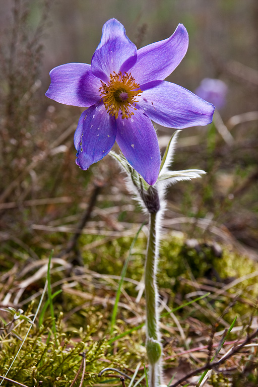 ��� �����