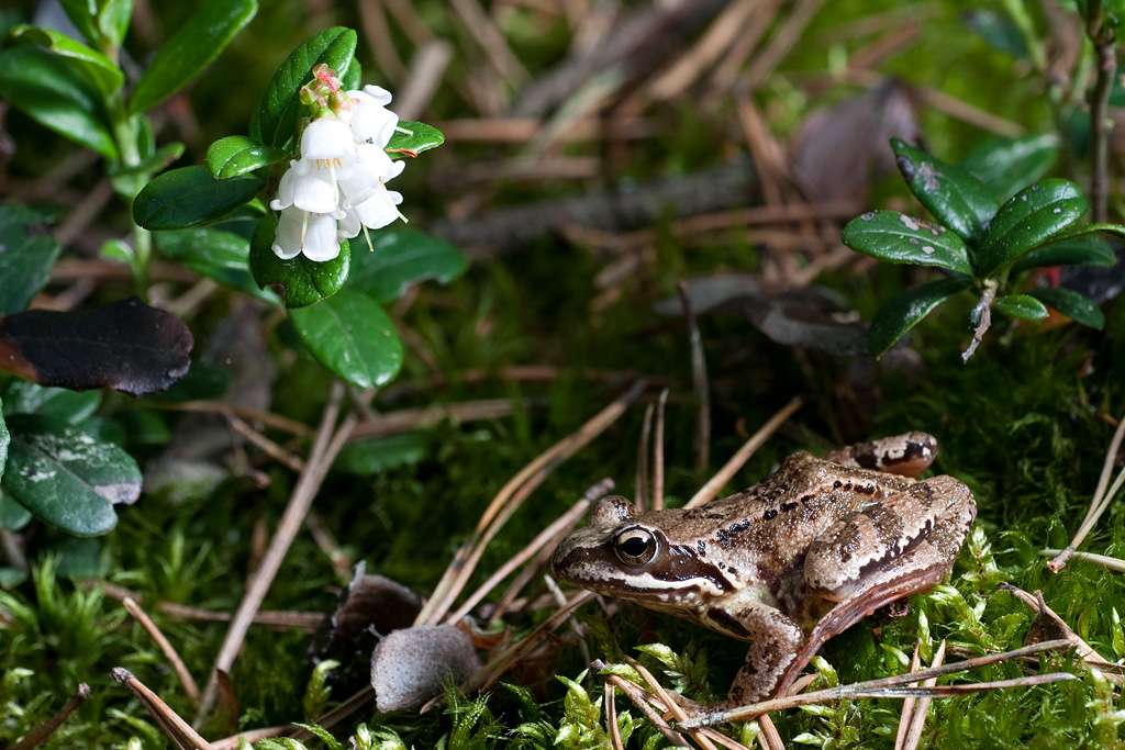 ���������� ������������