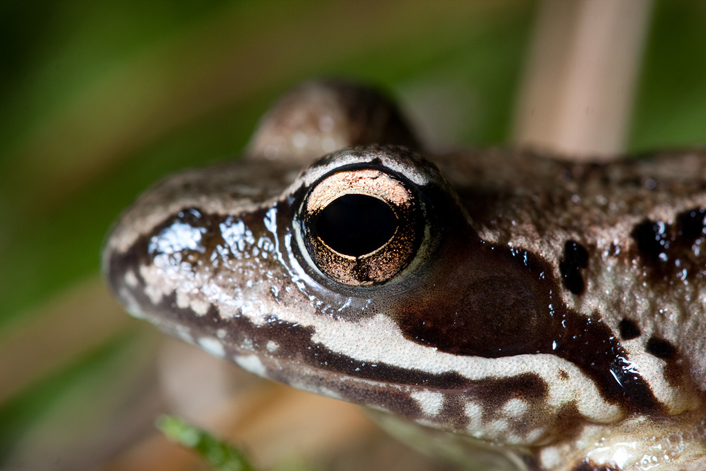 ��������� ����