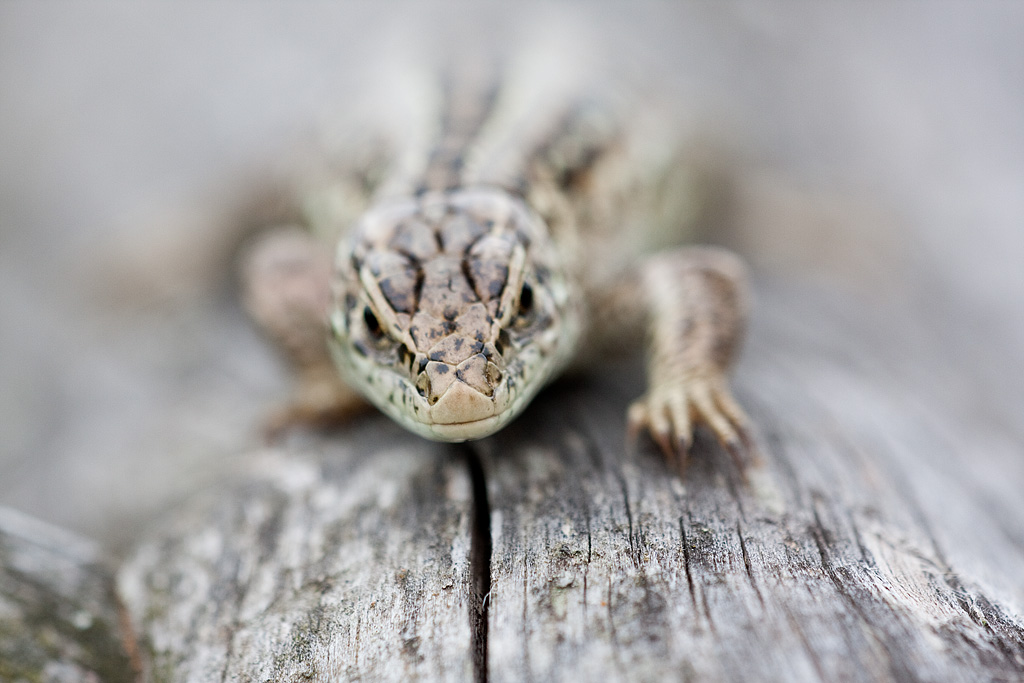 ����� �������