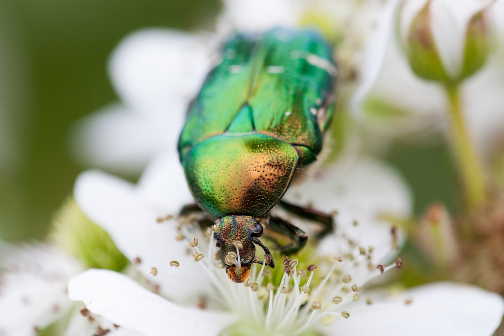 ���������� ������ (��������� ���������� Cetonia aurata)