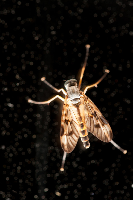 ���������� ��������