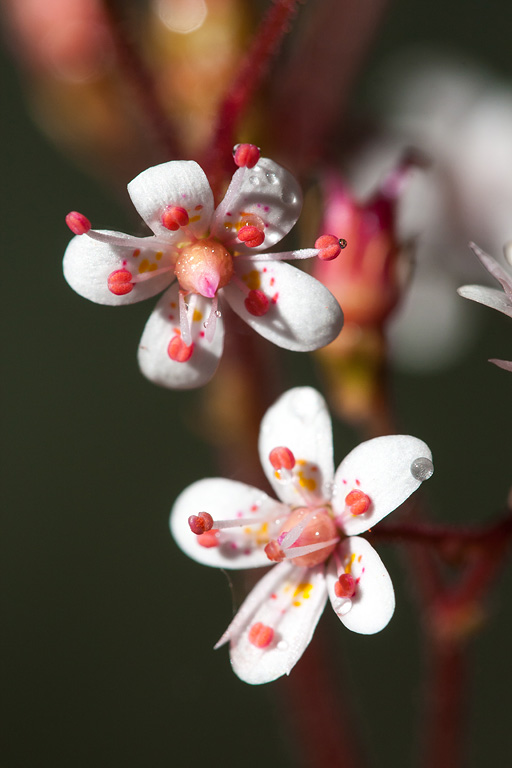 �������� �����