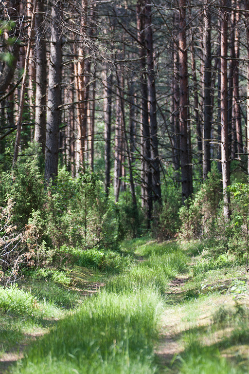 ������ � �������� ����