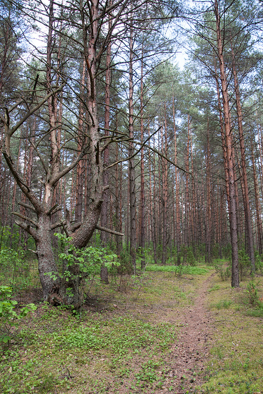 �������� ���