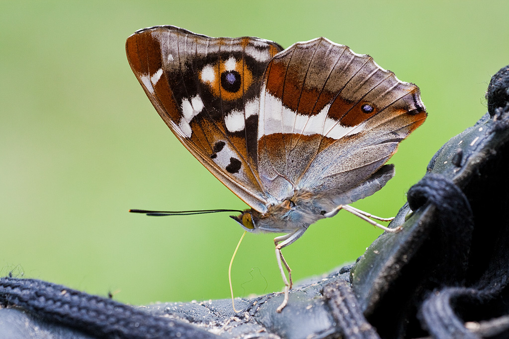 ����������� ������ (Apatura iris)