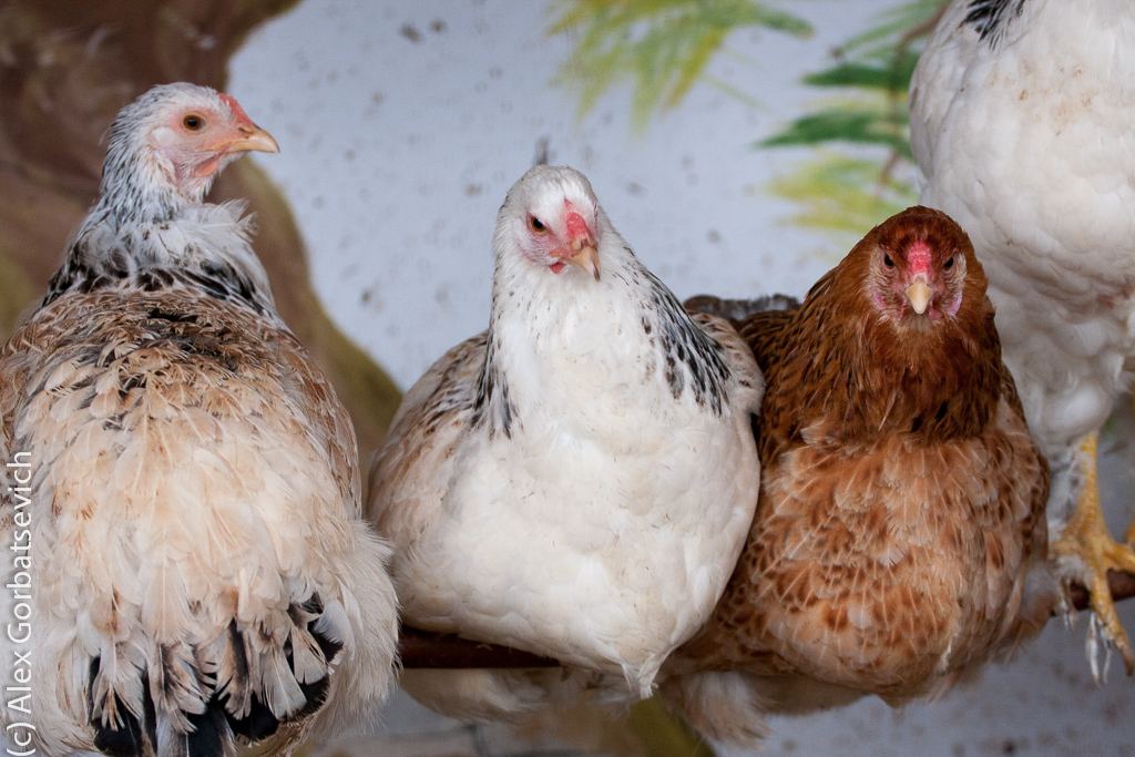 � ���������