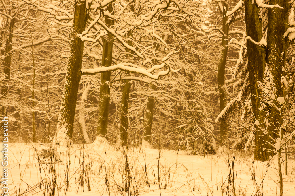 ������ ������