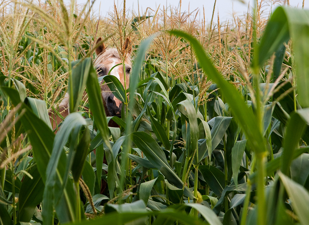 ��� ����� ��������