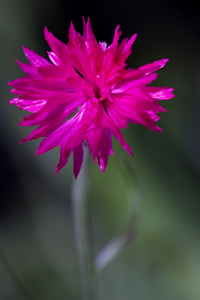 ������� �������