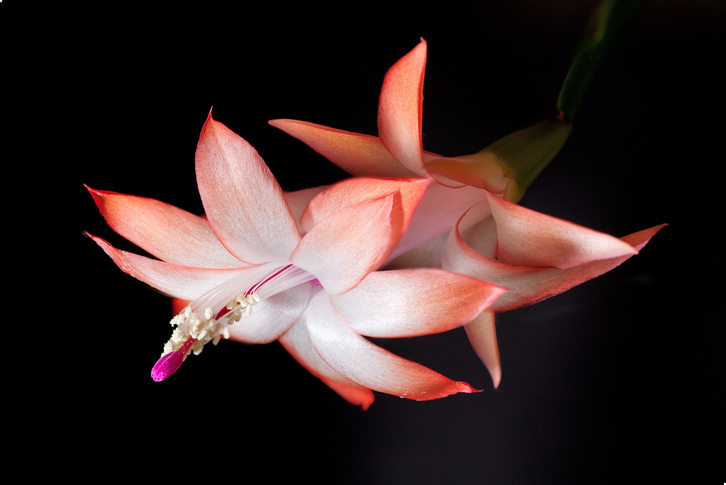 ��������� ��������� (Zygocactus Schlumbergera)