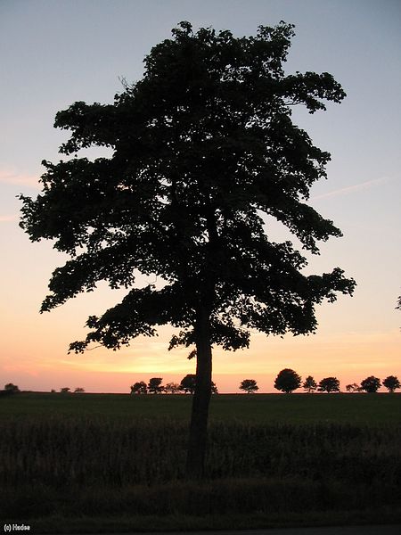 ������ �� ������