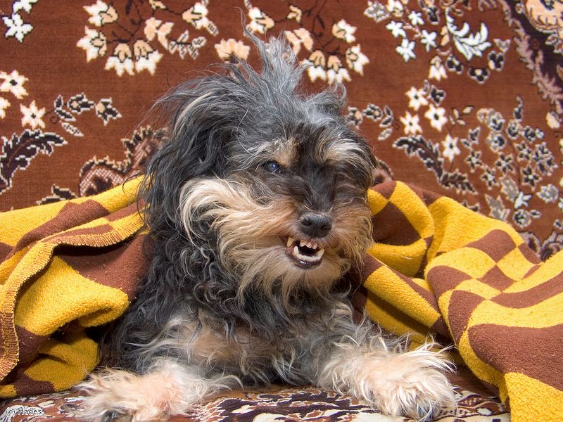 ������� ��������