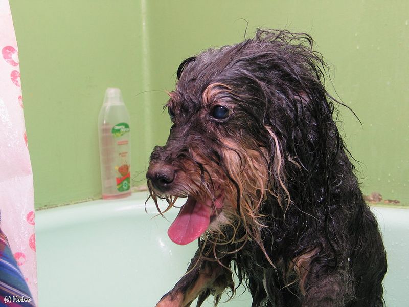 ������ ��������