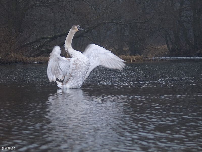 ������ ������