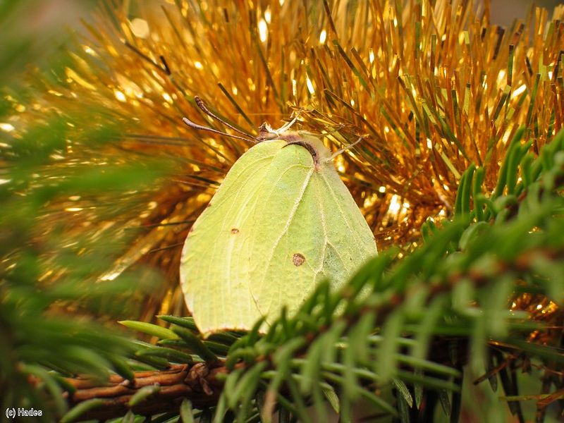 ������� �� ���������� ����