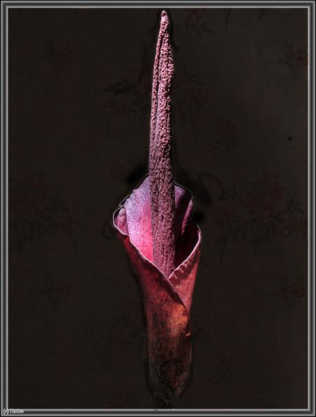 amorphophallus